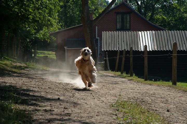 005_windhond_15082012MJS