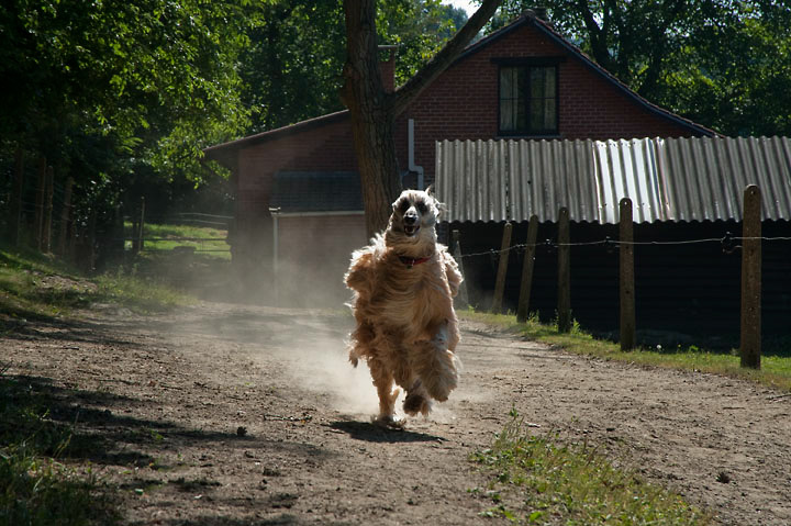 006_windhond_15082012MJS