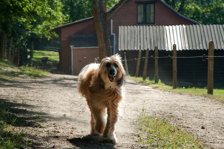 008_windhond_15082012MJS