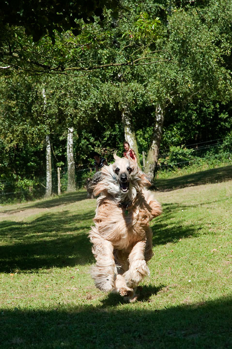 013_windhond_15082012MJS