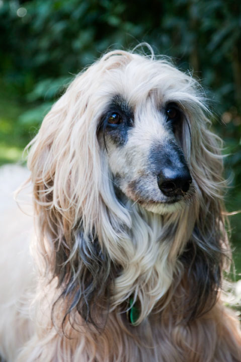 016_windhond_15082012MJS