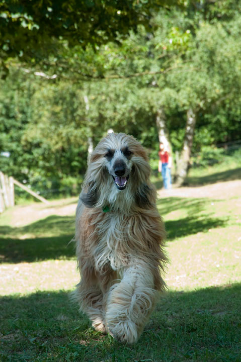 020_windhond_15082012MJS