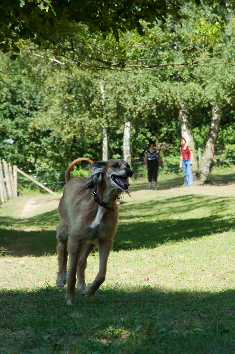 022_windhond_15082012MJS