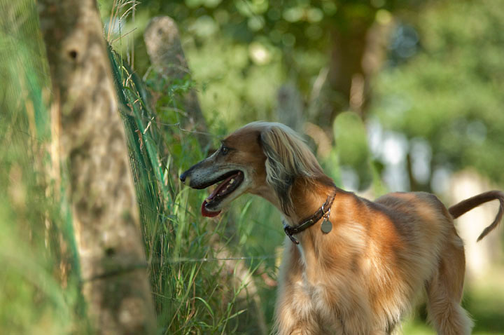 033_windhond_15082012MJS
