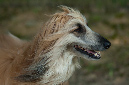 001_windhond_15082012MJS