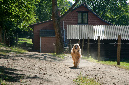 002_windhond_15082012MJS
