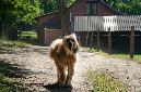 003_windhond_15082012MJS