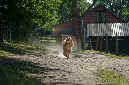 004_windhond_15082012MJS
