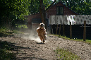 005_windhond_15082012MJS