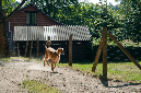 010_windhond_15082012MJS