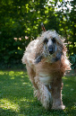 015_windhond_15082012MJS
