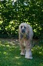 018_windhond_15082012MJS
