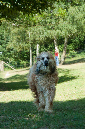 019_windhond_15082012MJS