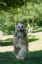 020_windhond_15082012MJS