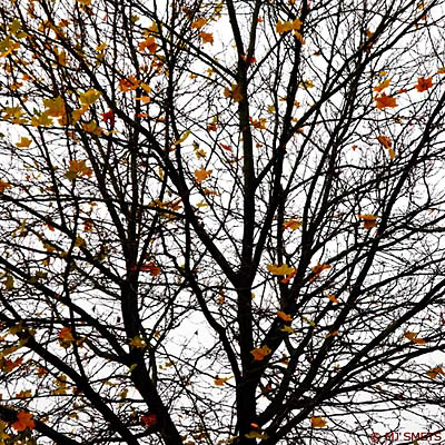 11_17_gebladerte_DX3944