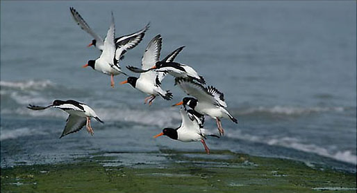 86_Zeevogels_D3122-050