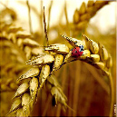 53_beestje_in_het_koren-017