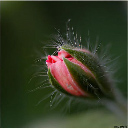 60_geraniumknopje-024