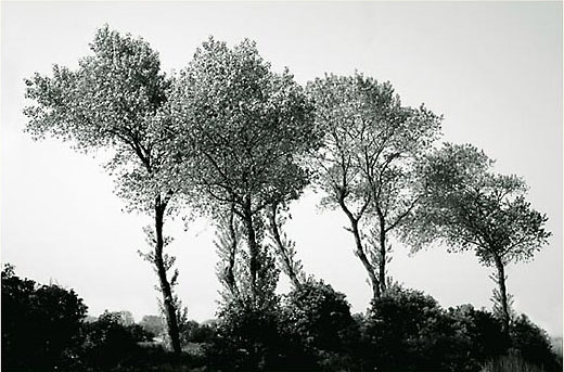 77_Bomen_D4298-041
