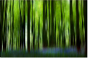 38_Hallerbos_DX5266-004