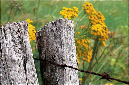 71_paaltjes_N7140-035