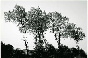 77_Bomen_D4298-041