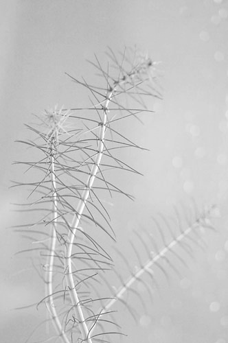 05plant_DX6114-005