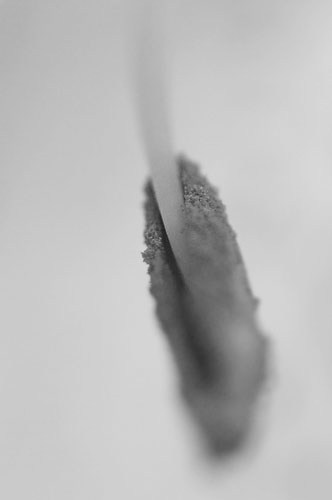 09plant_DX5974-009