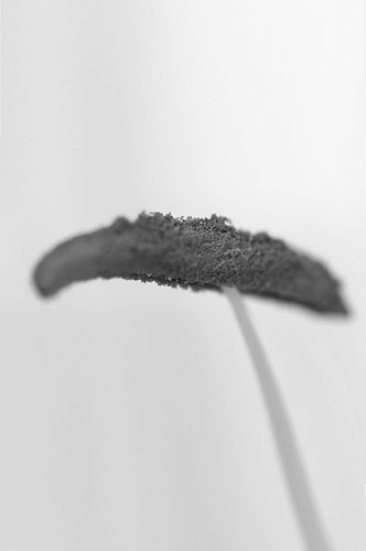 11plant_DX5988-011
