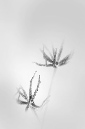 21plant_DX4311-021