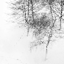 005_Sneeuwboom_DX11080